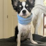 chihuahua de pelo largo tricolor