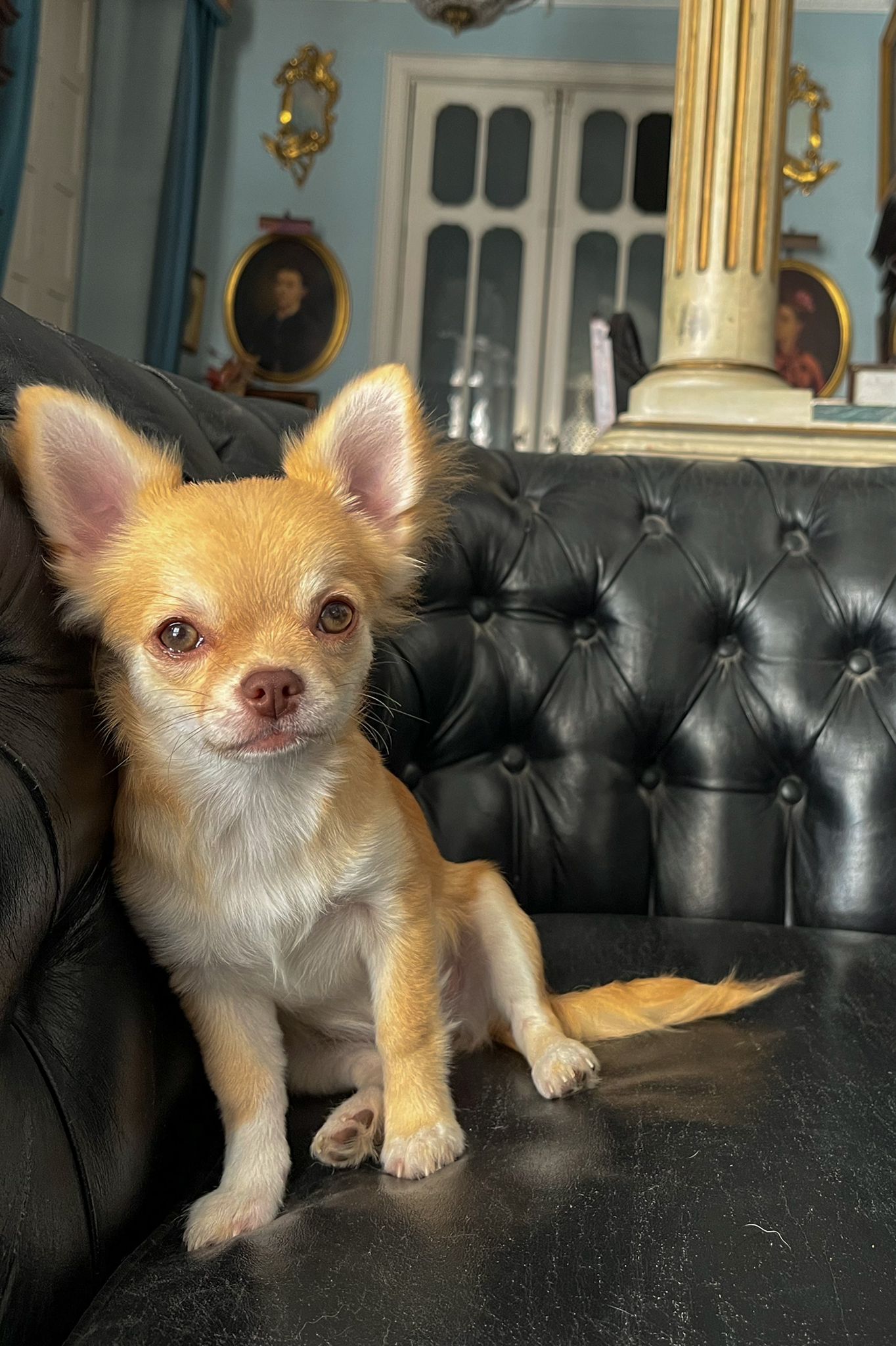 chihuahua pelo largo crema