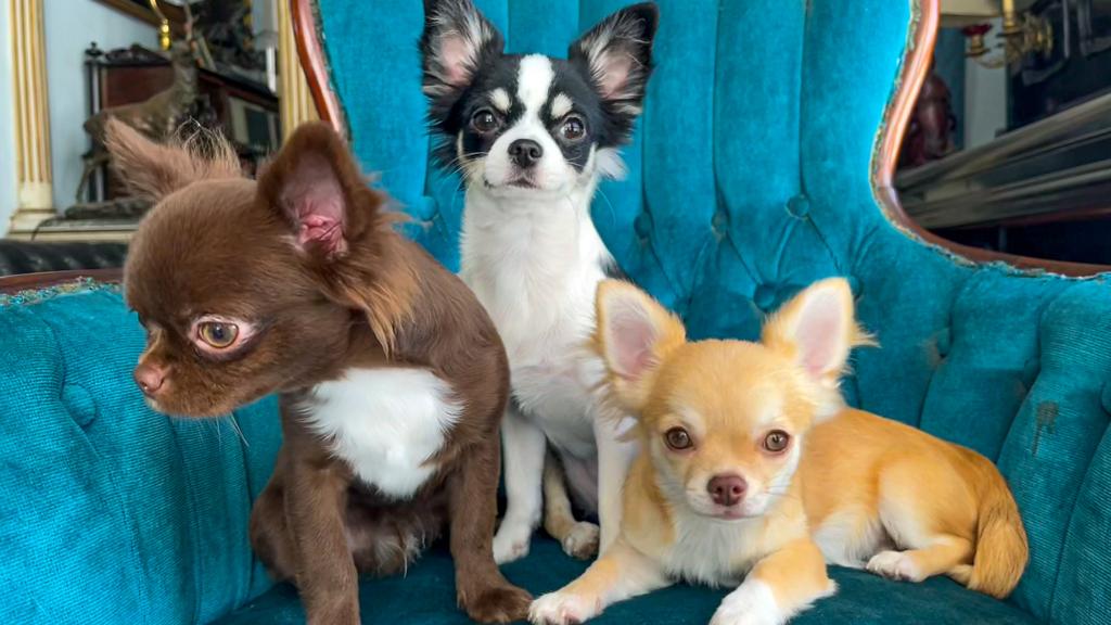 O Que Os C es Chihuahua Mais Gostam 