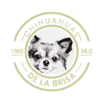Criador De La Brisa |  Chihuahua pelo largo