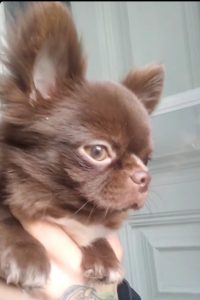 αγοράστε τσιουάουα στην Ελλάδα Buy chihuahua in Lifford Osta chihuahuaa Haminan Kjøp chihuahuaer Køb chihuahuaer Kopen chihuahua Acheter chihuahua à Lille comprar chihuahua em Chihuahuas criador de chihuahuas cachorro chihuahua malaga melilla ceuta jaen cordoba granada almeria sevilla huelva toledo guadalajara cuenca badajoz caceres merida leon salamanca valladolid burgos segovia soria avila pamplona santander a coruña lugo pontevedra ourense vitoria san sebastian bilbao las palmas formentera ibiza menorca mallorca tenerife barcelona lleida tarragona girona andorra oviedo gijon zaragoza valencia benidorm alicante castellon madrid huesca teruel palencia zamora avila