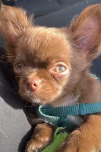 Comprar Chihuahua en Ávila