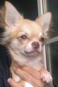CHIHUAHUA BREEDER liford Chihuahua-kennel Chenil de Chihuahua comprar chihuahua venta de chihuahuas. Chihuahuas criador de chihuahuas alimentacion