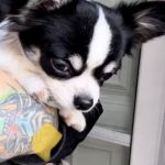 chihuahua pelo largo tricolor campeon de europa en belleza criadero de chihuahua