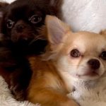 Chihuahua pelo largo