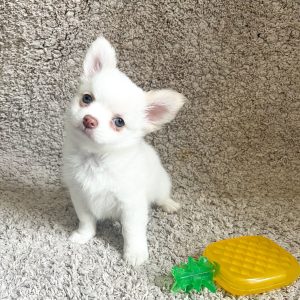 Chihuahua blanco pelo largo